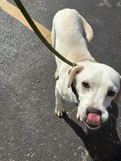 Adoptable Dog