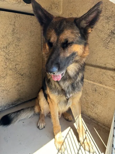 Adoptable Dog