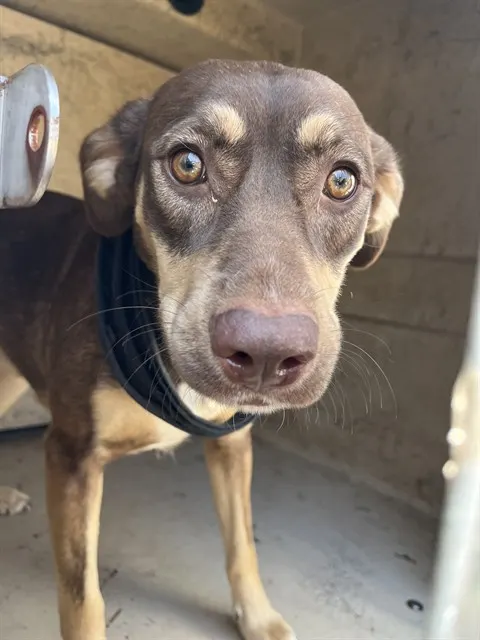 Adoptable Dog