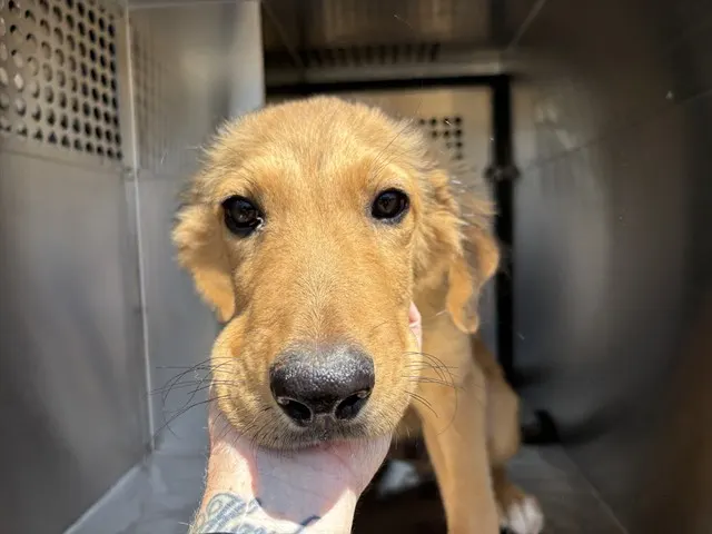 Adoptable Dog