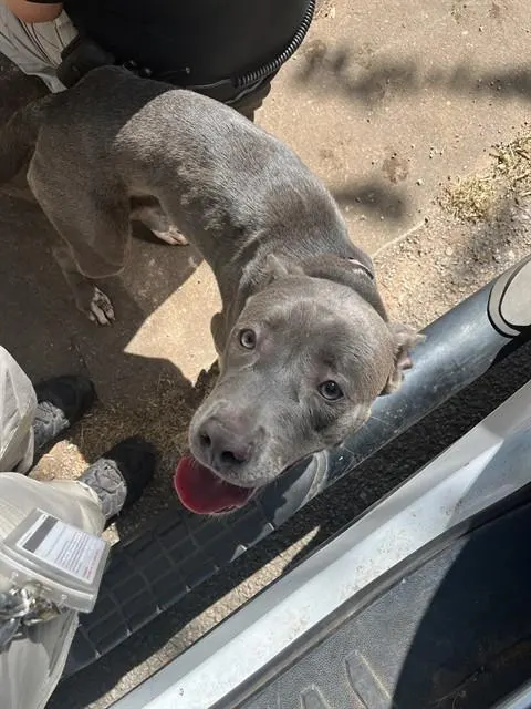 Adoptable Dog