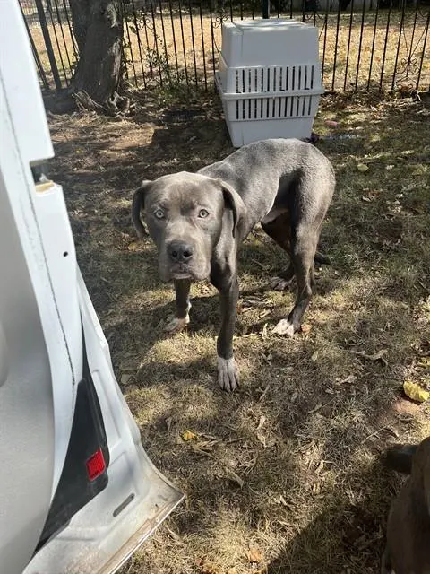 Adoptable Dog