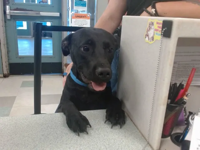 Adoptable Dog
