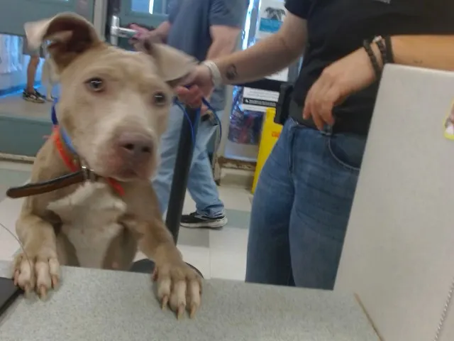 Adoptable Dog