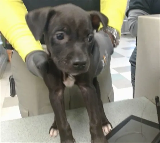 Adoptable Dog