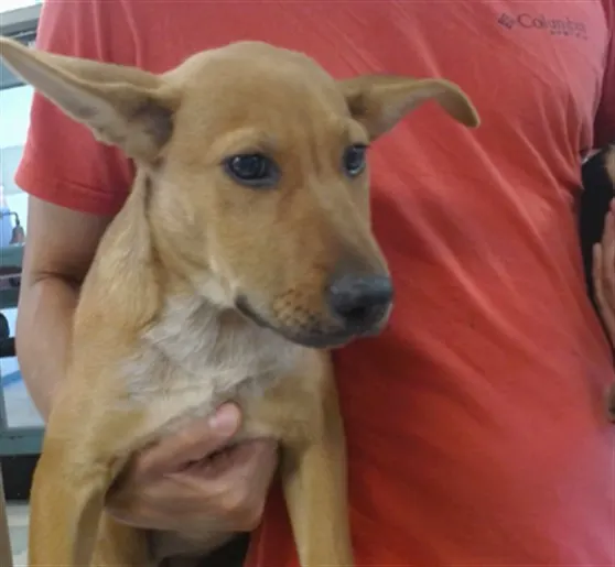 Adoptable Dog
