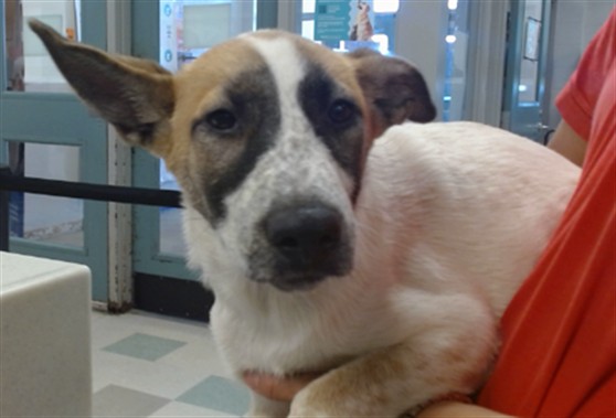 Adoptable Dog