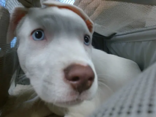 Adoptable Dog