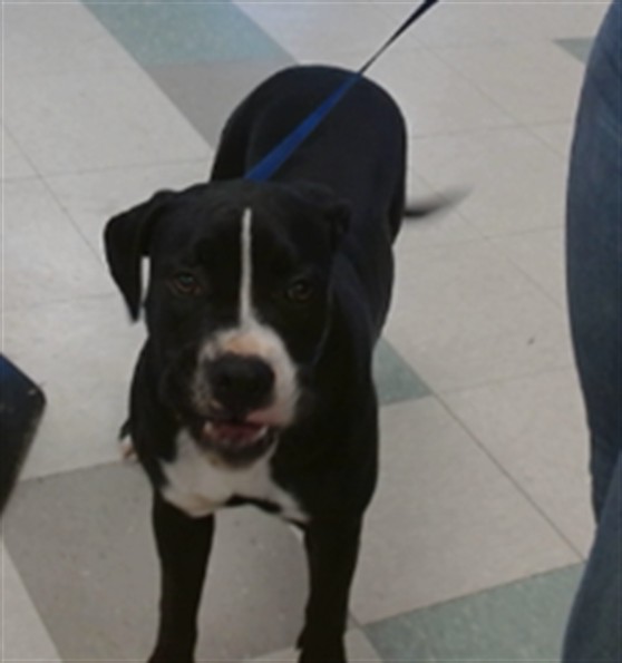 Adoptable Dog