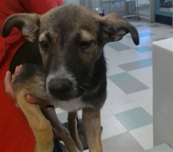 Adoptable Dog
