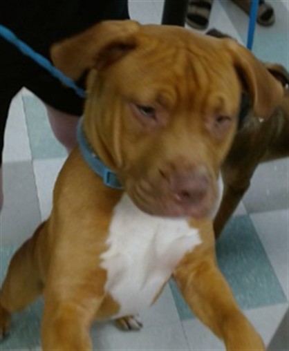 Adoptable Dog