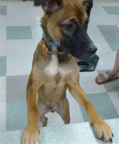 Adoptable Dog