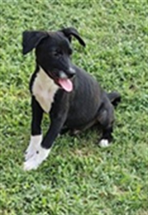 Adoptable Dog