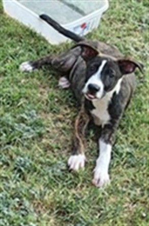 Adoptable Dog