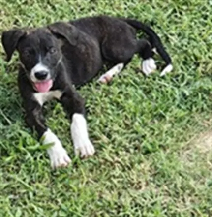 Adoptable Dog