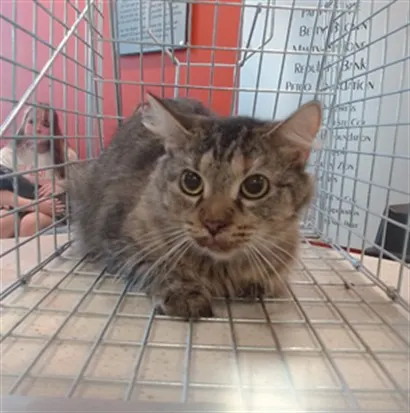Adoptable Cat