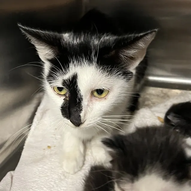 Adoptable Cat