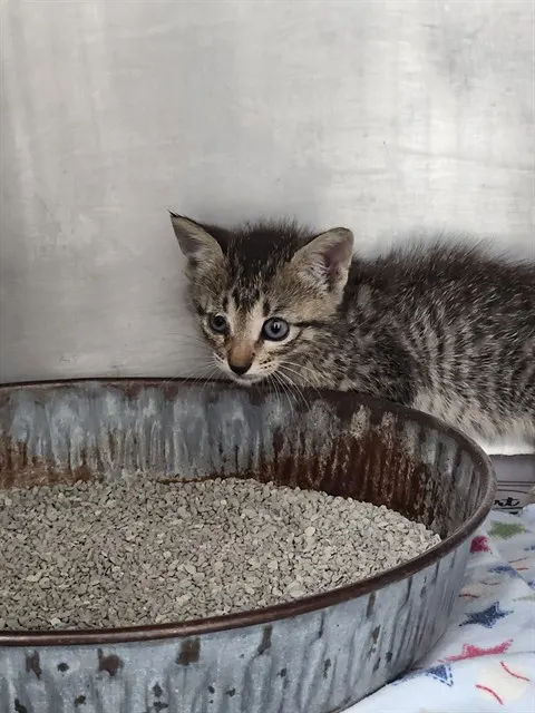 Adoptable Cat
