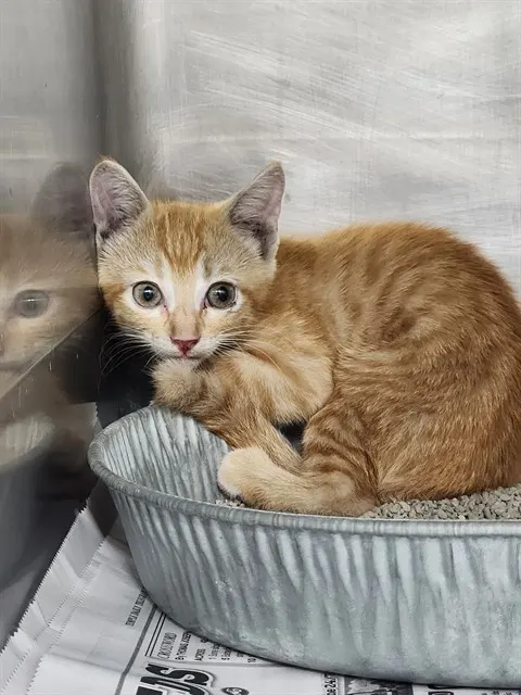 Adoptable Cat