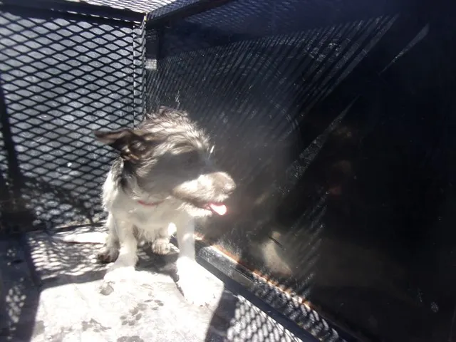 Adoptable Dog