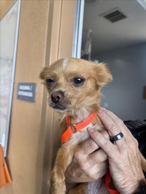 Adoptable Dog