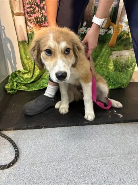 Adoptable Dog