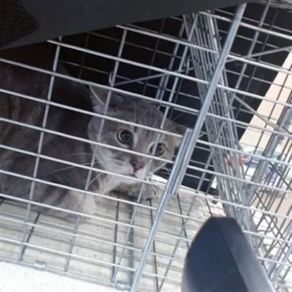 Adoptable Cat