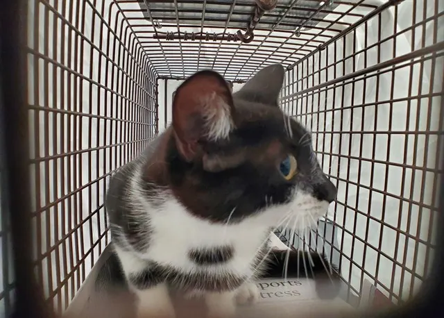 Adoptable Cat