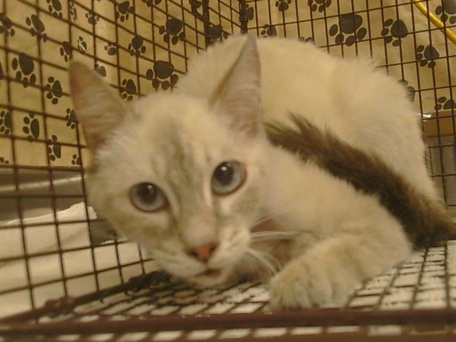 Adoptable Cat