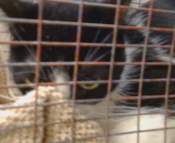 Adoptable Cat