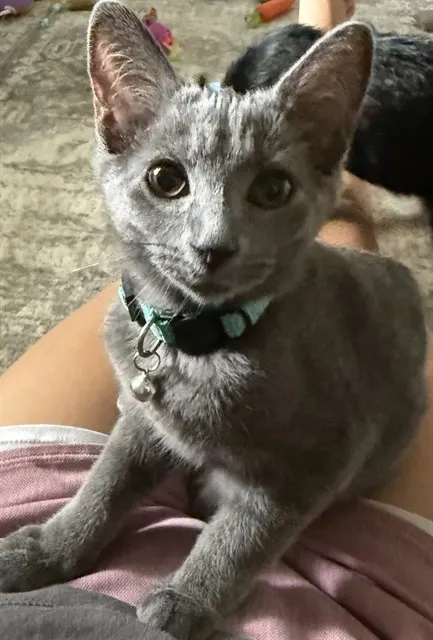 Lou
