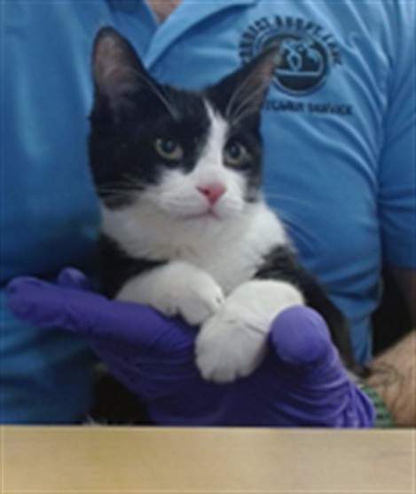 Oreo