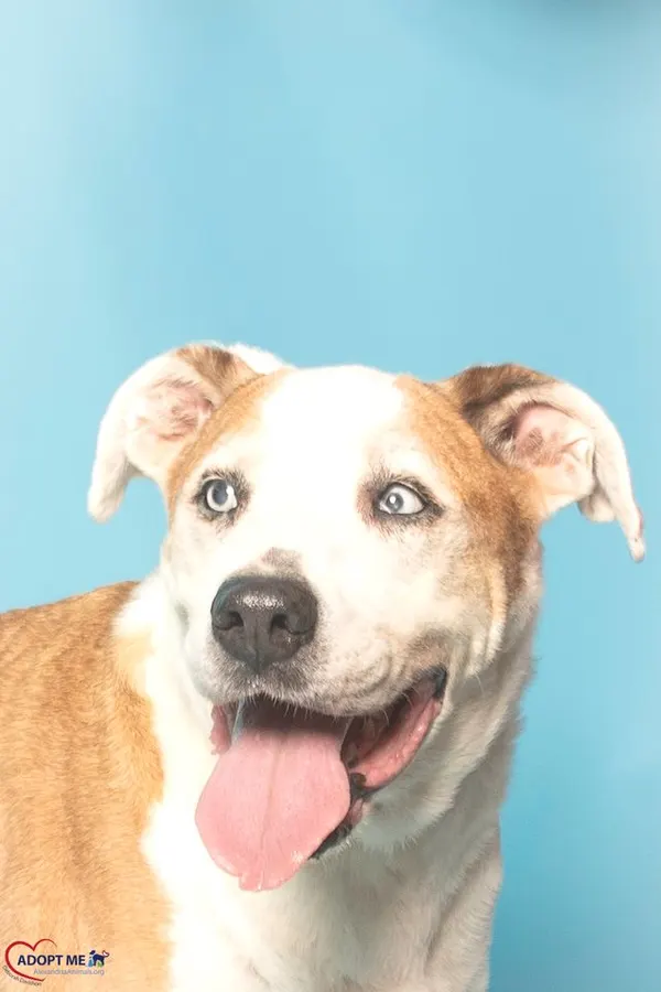 Tonka