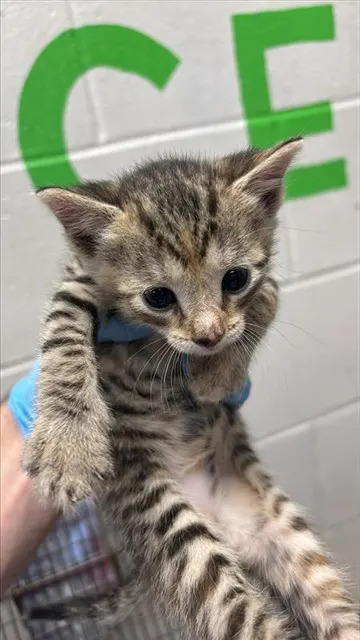 Frankie