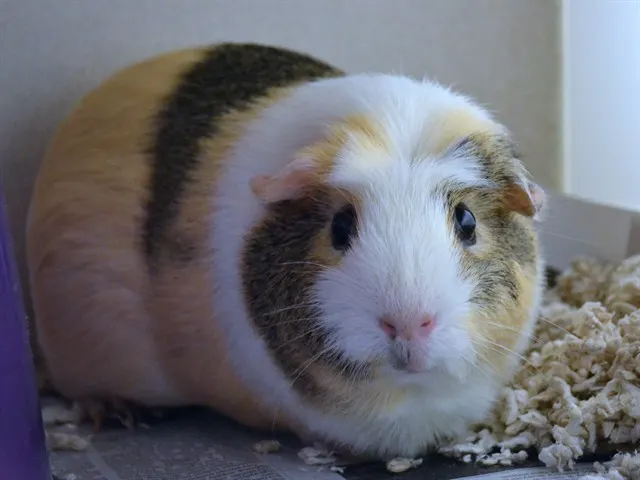 Cinnamon