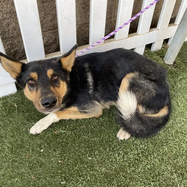 Adoptable Dog