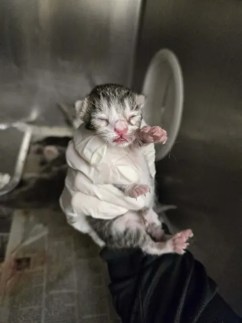 Adoptable Cat