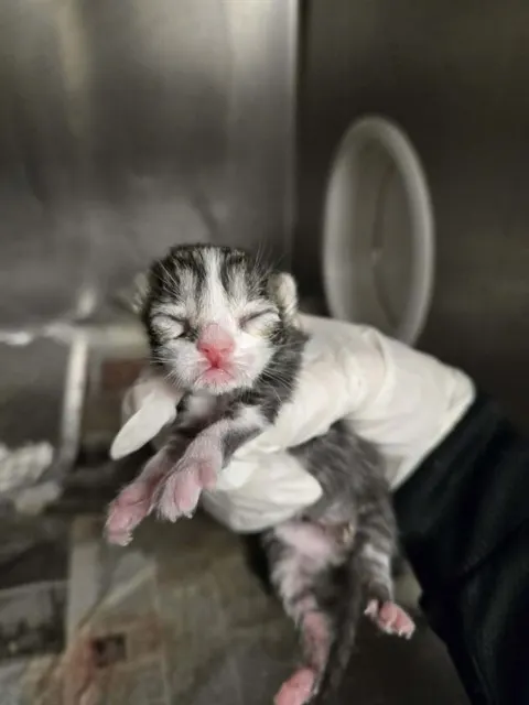 Adoptable Cat