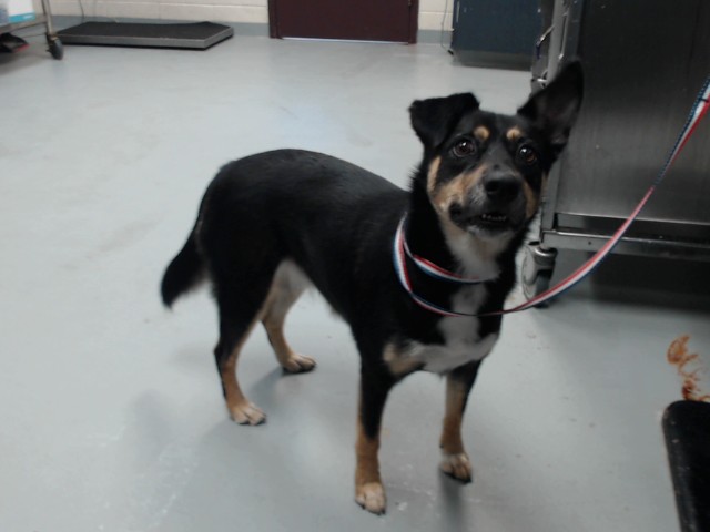 Adoptable Dog