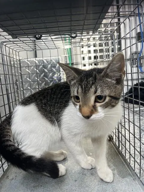 Adoptable Cat