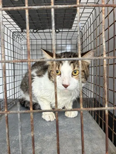 Adoptable Cat