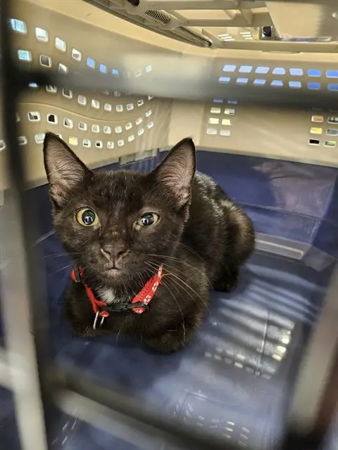 Adoptable Cat
