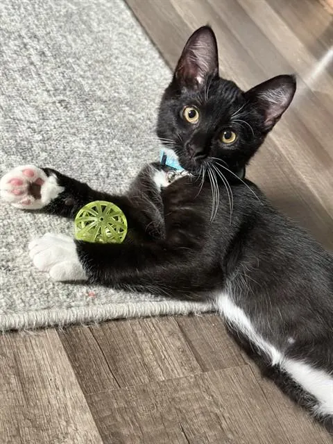 Leo