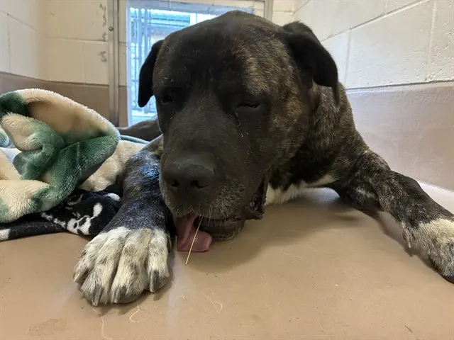 Adoptable Dog