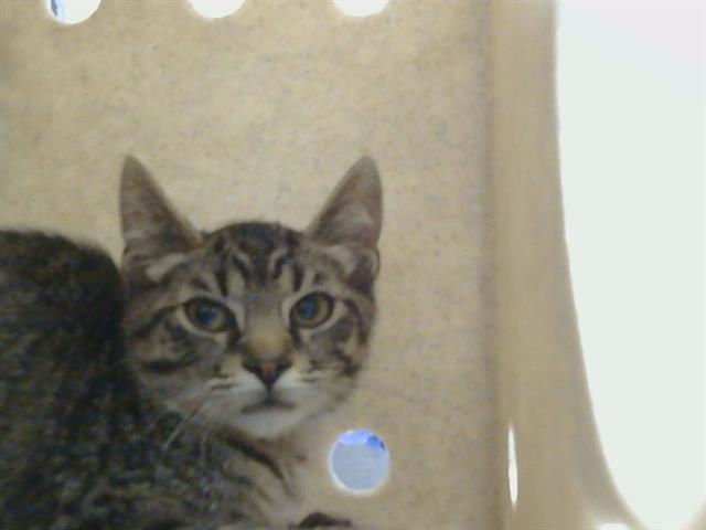 Adoptable Cat