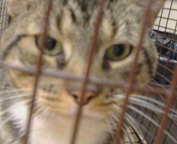 Adoptable Cat