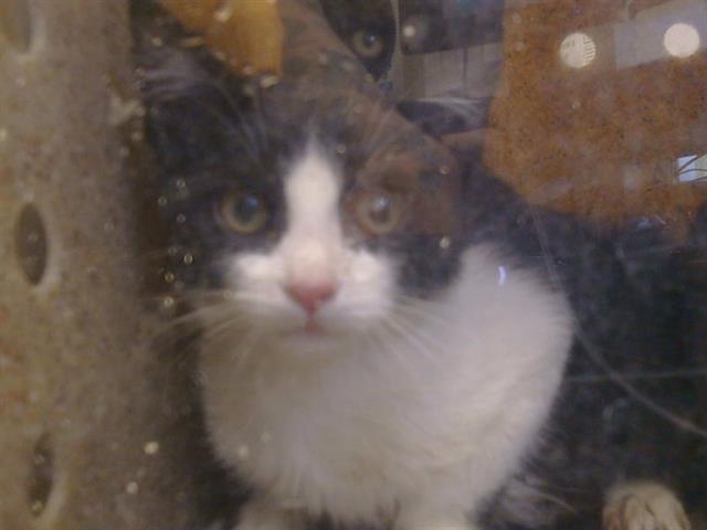 Adoptable Cat