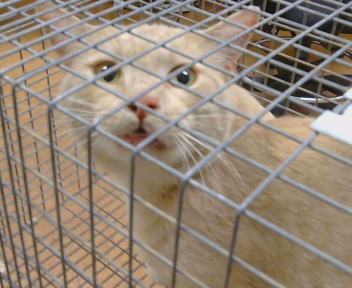 Adoptable Cat