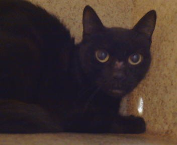 Adoptable Cat