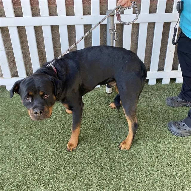 Adoptable Dog